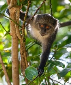 Especies en Zanzibar